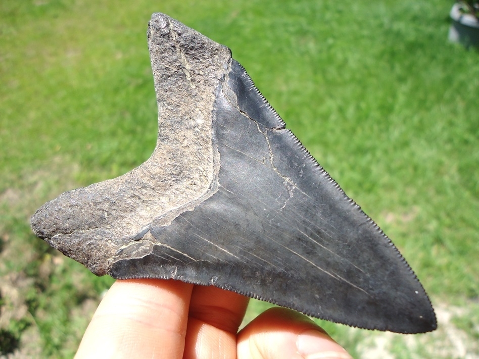 Large image 1 Dagger Lower Jaw Megalodon Shark Tooth