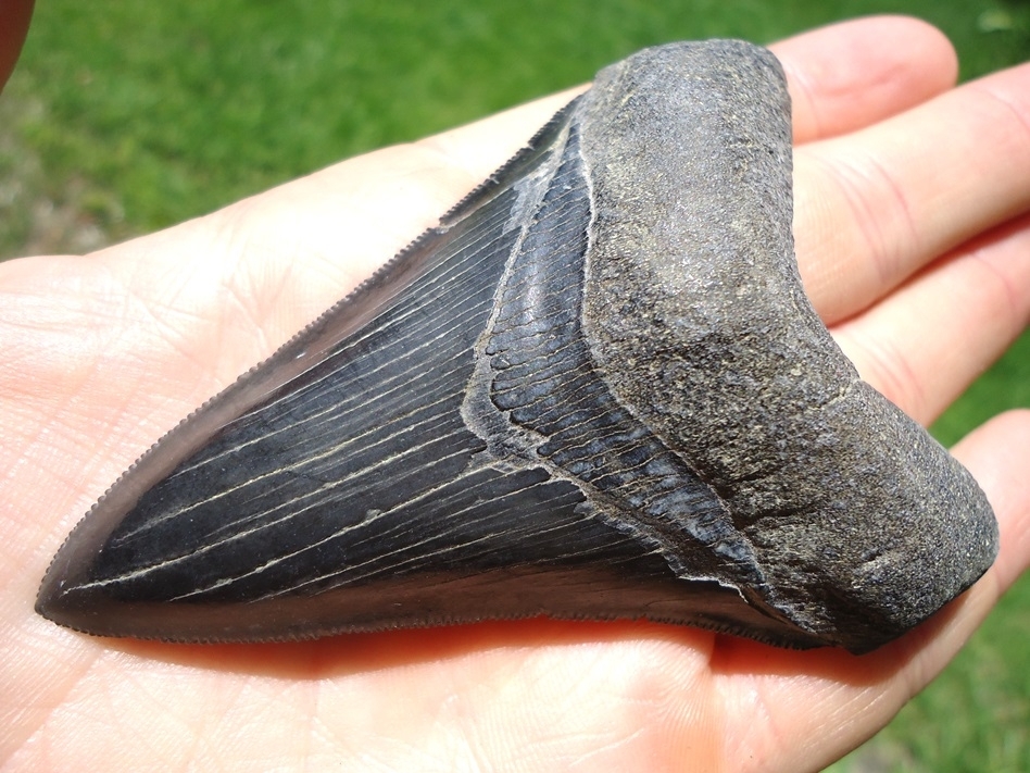 Large image 2 Dagger Lower Jaw Megalodon Shark Tooth