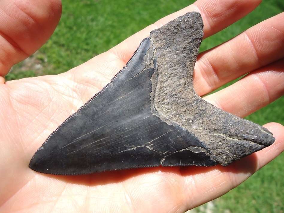 Large image 3 Dagger Lower Jaw Megalodon Shark Tooth