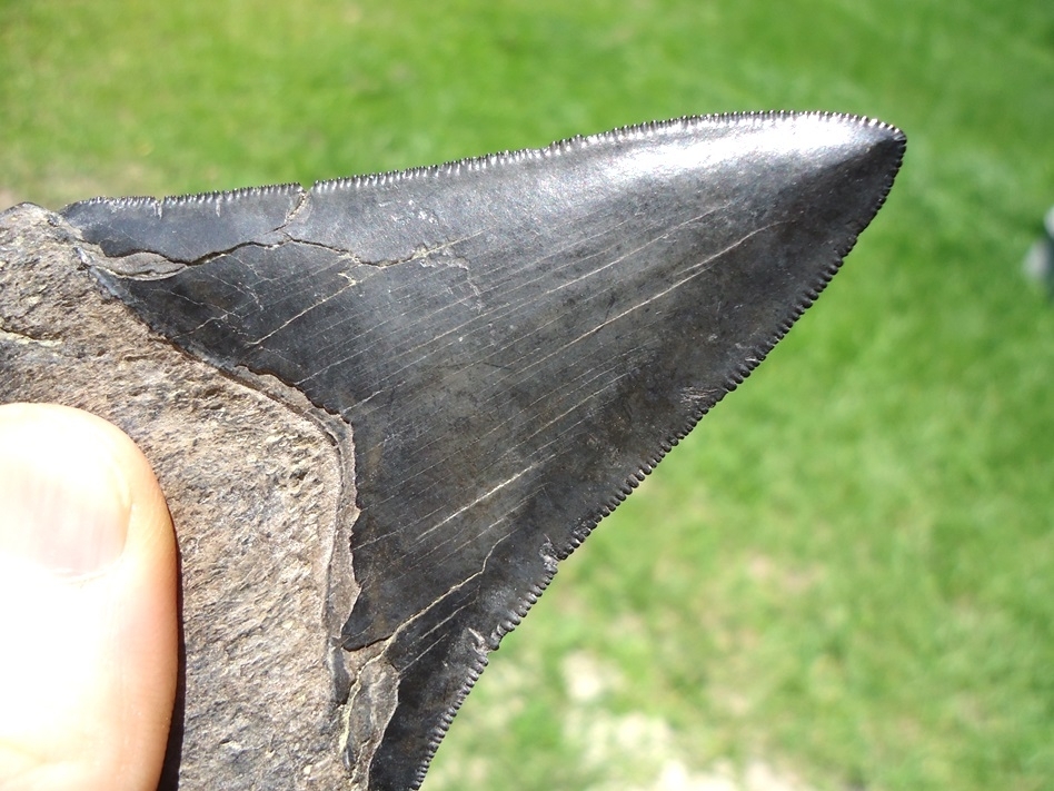 Dagger Lower Jaw Megalodon Shark Tooth | Recently Sold | FOSSILS ...