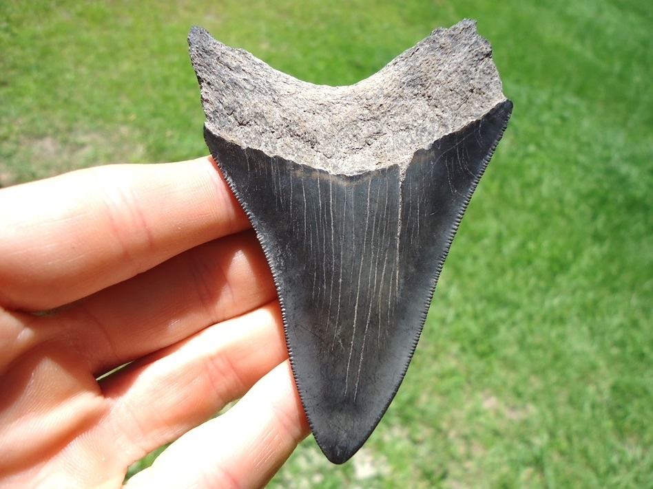 Large image 1 Very Nice 3.47' Megalodon Shark Tooth