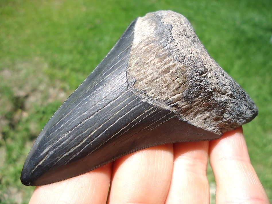 Large image 2 Very Nice 3.47' Megalodon Shark Tooth