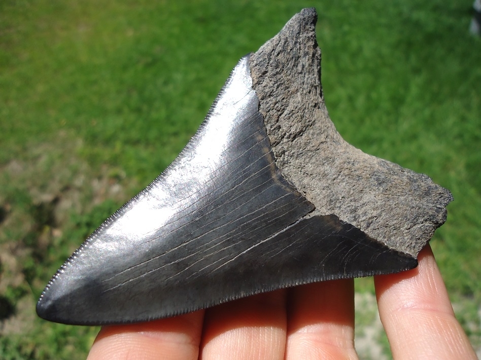 Large image 3 Very Nice 3.47' Megalodon Shark Tooth