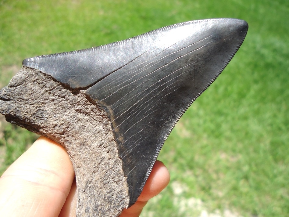 Large image 4 Very Nice 3.47' Megalodon Shark Tooth