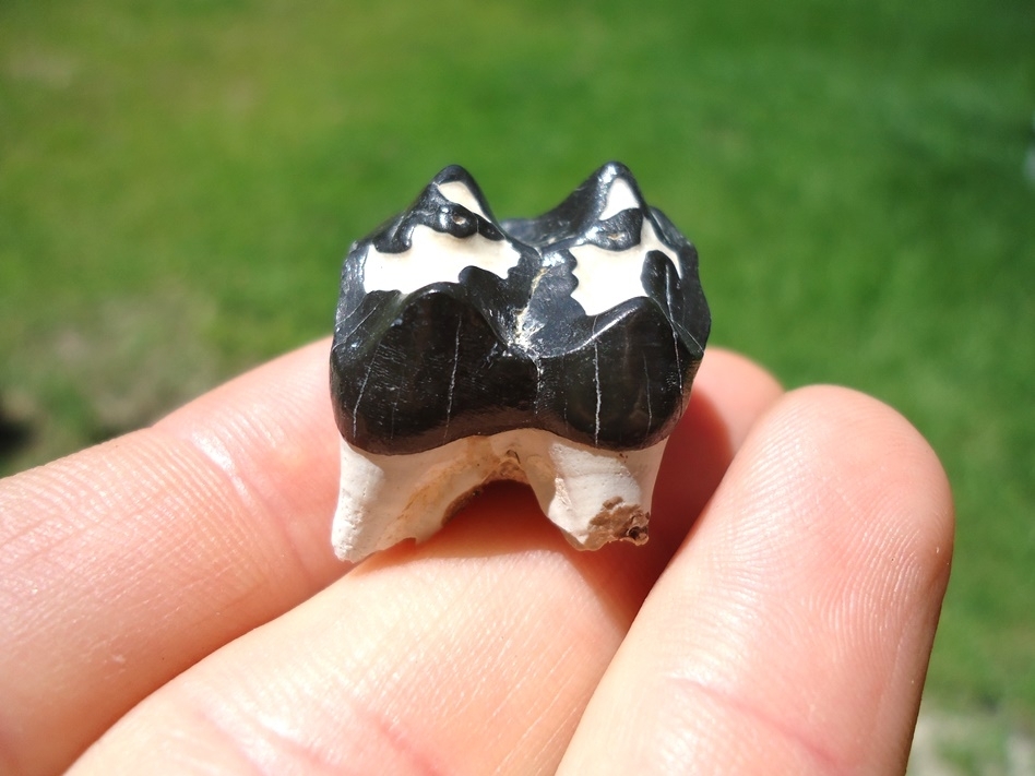 Large image 1 Extremely Attractive Bone Valley Peccary Molar