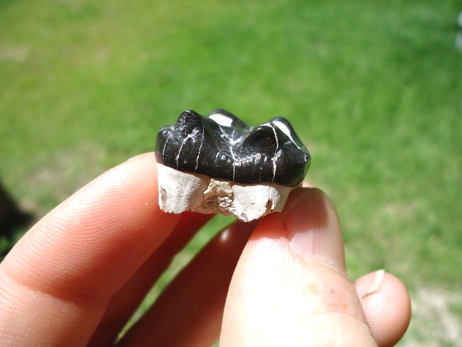 Large image 2 Extremely Attractive Bone Valley Peccary Molar