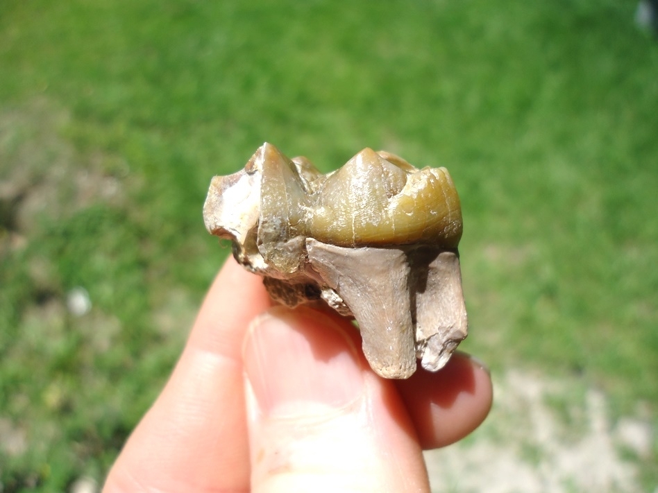 Large image 1 Bargain Bone Valley Peccary Tooth