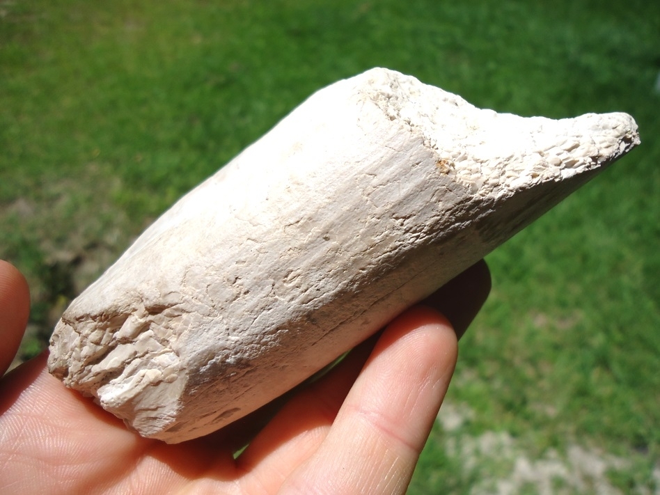 Large image 3 Rare Bone Valley Gomphothere Tusk Tip