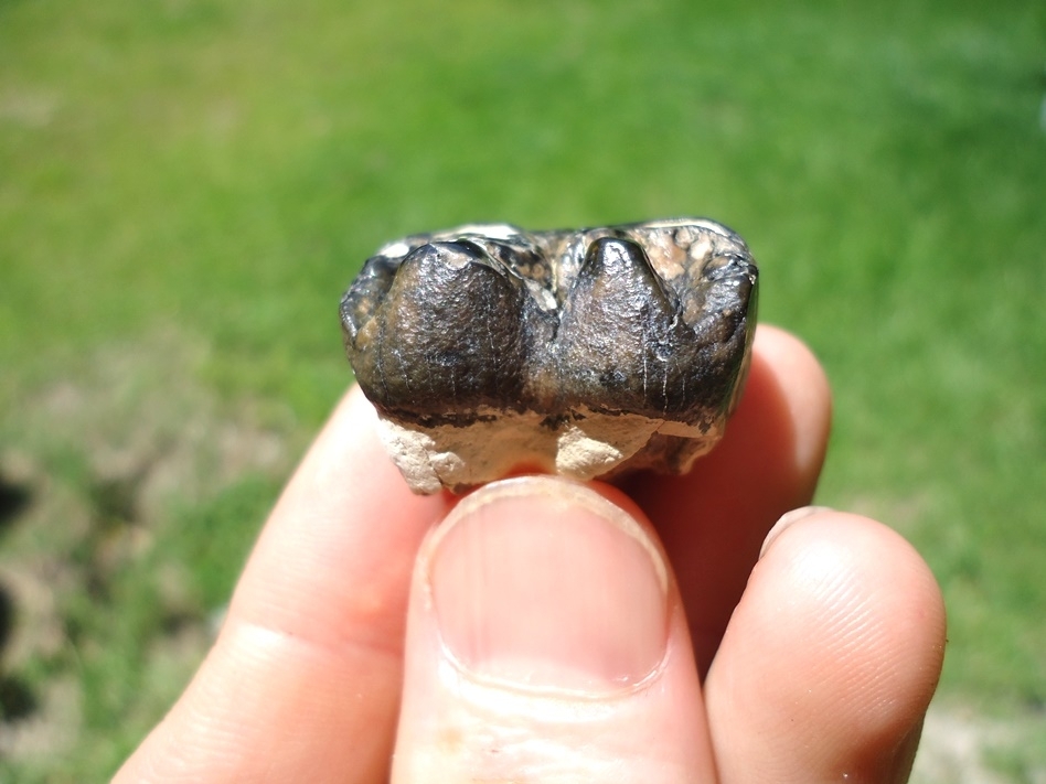 Large image 2 Classic Colored Bone Valley Dugong Tooth