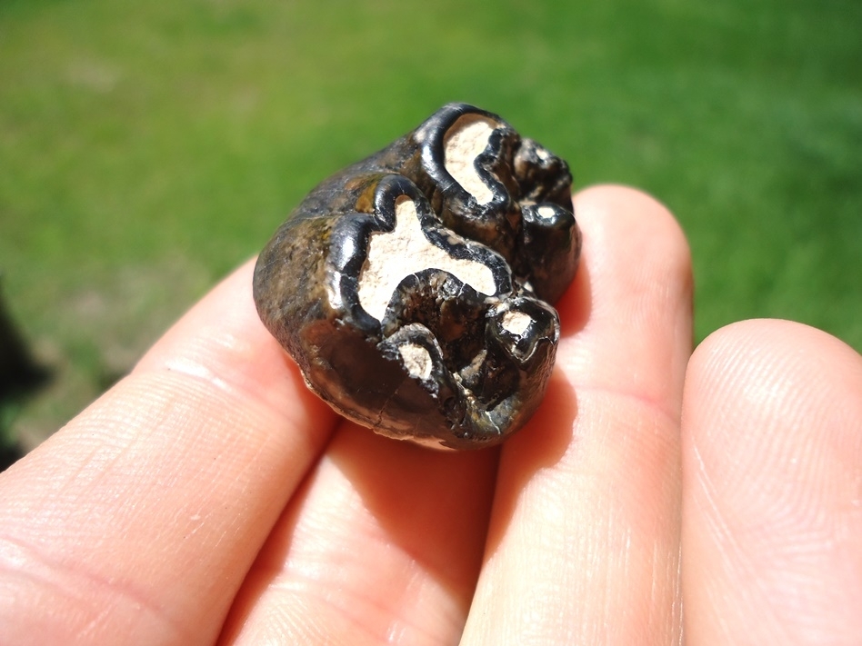 Classic Colored Bone Valley Dugong Tooth | Miscellaneous | FOSSILS ...