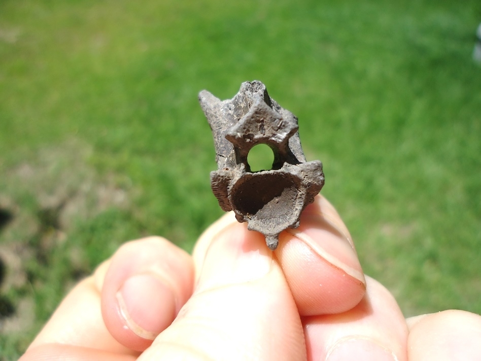 Beyond Rare Eocene Sea Snake Vertebra | Reptile | FOSSILS | Prehistoric ...