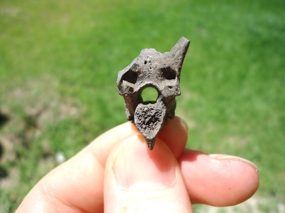 Large image 1 Beyond Rare Eocene Sea Snake Vertebra