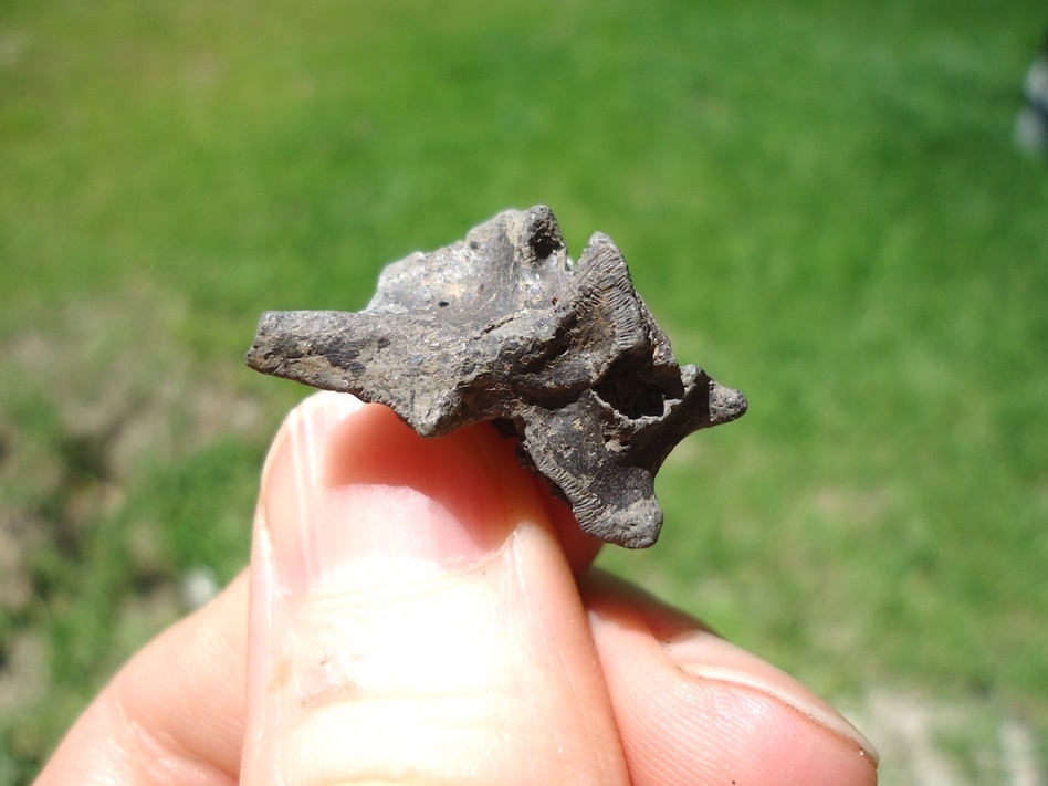 Large image 2 Beyond Rare Eocene Sea Snake Vertebra