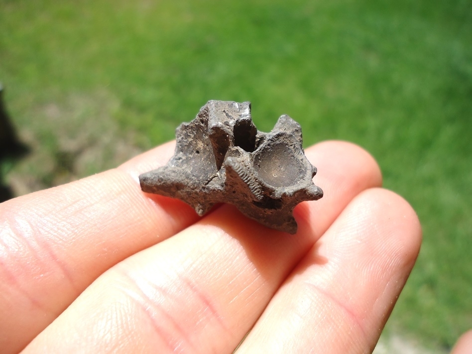 Large image 3 Beyond Rare Eocene Sea Snake Vertebra