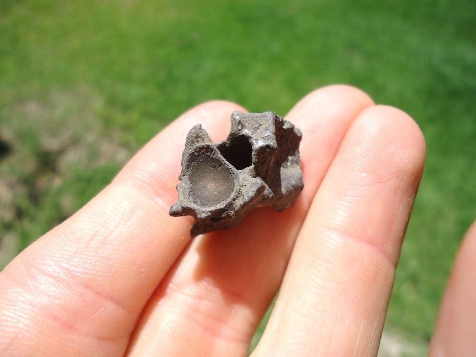 Large image 4 Beyond Rare Eocene Sea Snake Vertebra