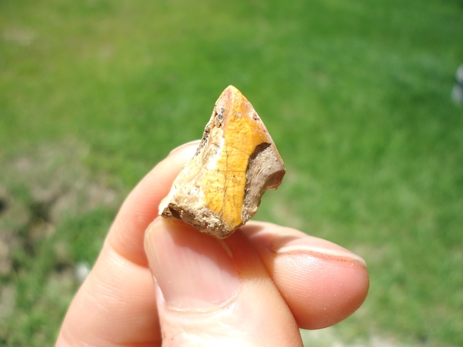 Large image 1 Beyond Rare Florida Miocene Scimitar-Toothed Cat Tooth