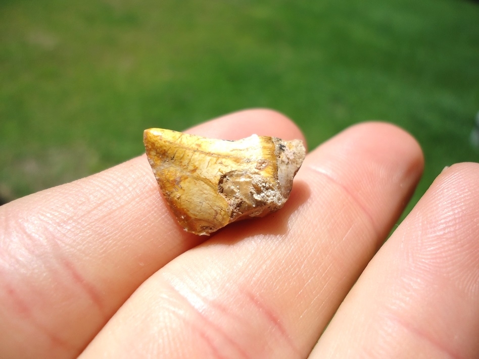 Large image 2 Beyond Rare Florida Miocene Scimitar-Toothed Cat Tooth