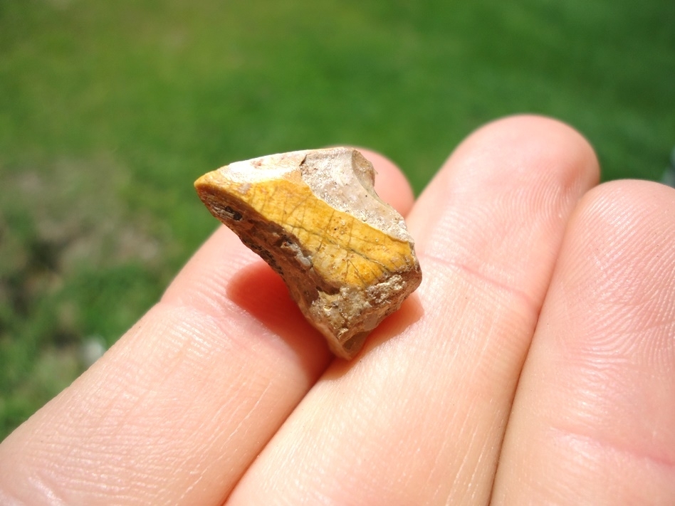 Large image 3 Beyond Rare Florida Miocene Scimitar-Toothed Cat Tooth