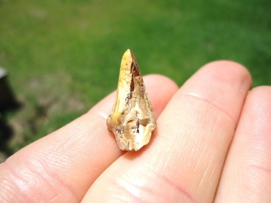 Large image 4 Beyond Rare Florida Miocene Scimitar-Toothed Cat Tooth