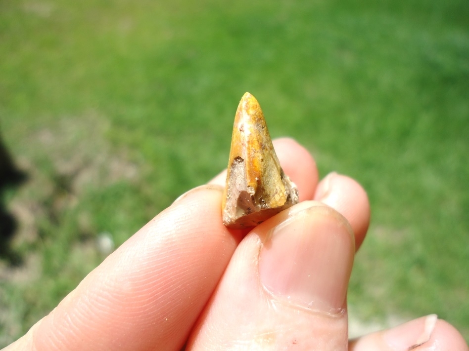 Large image 5 Beyond Rare Florida Miocene Scimitar-Toothed Cat Tooth