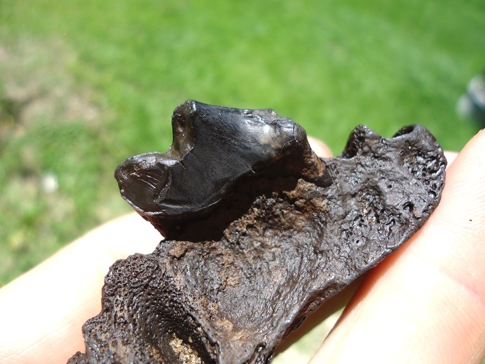 Large image 4 Unusual Indian Dog Maxilla with Carnassial