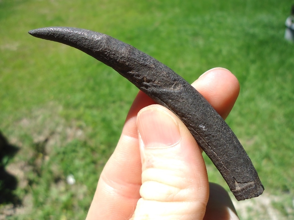 Large image 1 Deadly Sharp Sperm Whale Tooth