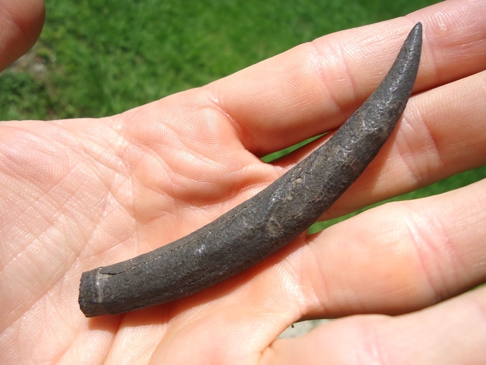 Large image 2 Deadly Sharp Sperm Whale Tooth