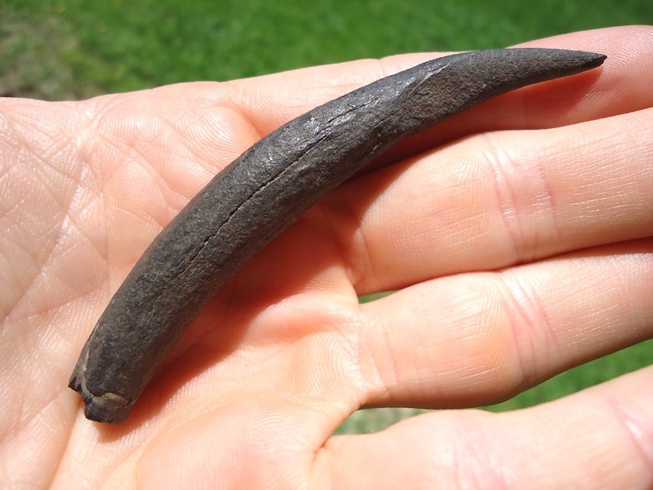 Large image 3 Deadly Sharp Sperm Whale Tooth