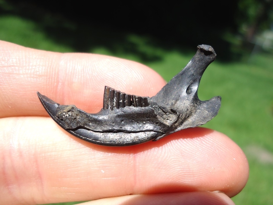 Rare Round-tail Muskrat Mandible | Rodents and Lagomorphs | FOSSILS ...