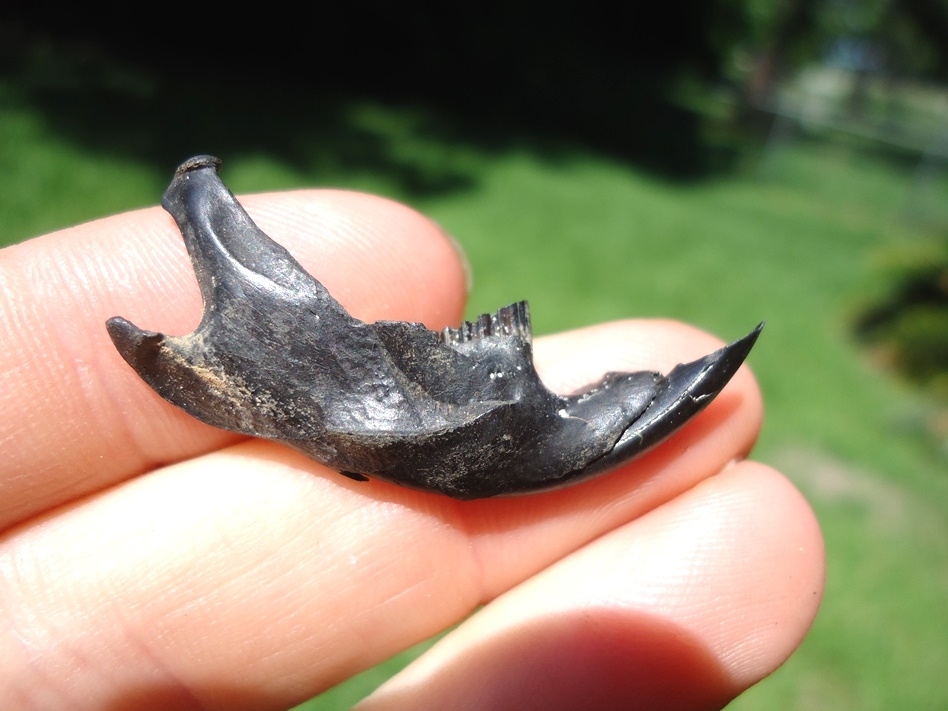 Rare Round-tail Muskrat Mandible | Rodents and Lagomorphs | FOSSILS ...