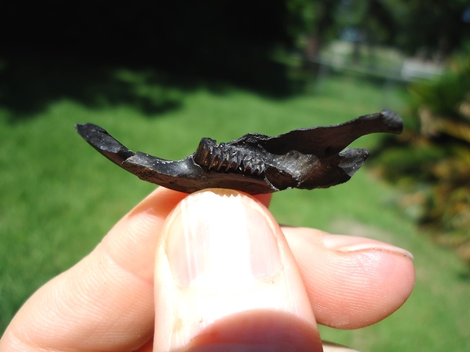 Large image 2 Rare Round-tail Muskrat Mandible