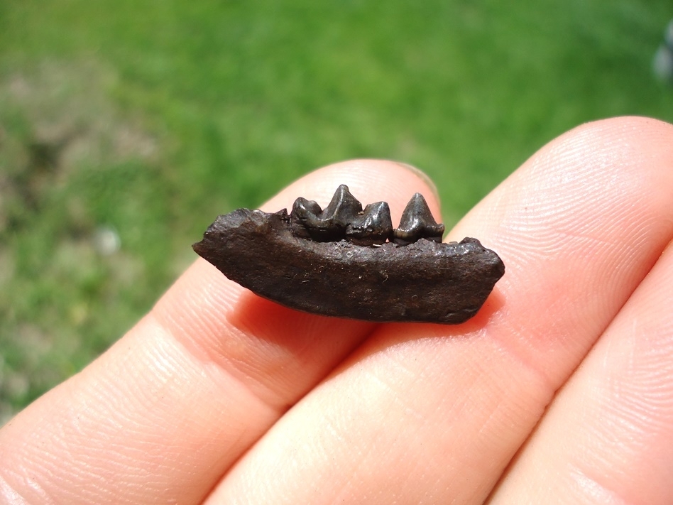 Large image 1 Rare American Mink Mandible with Two Teeth