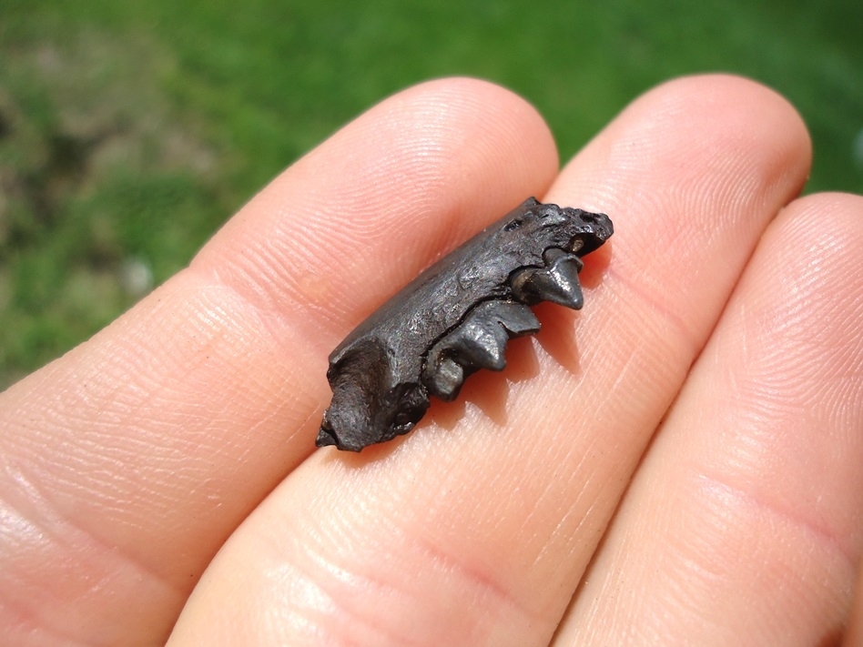 Large image 2 Rare American Mink Mandible with Two Teeth