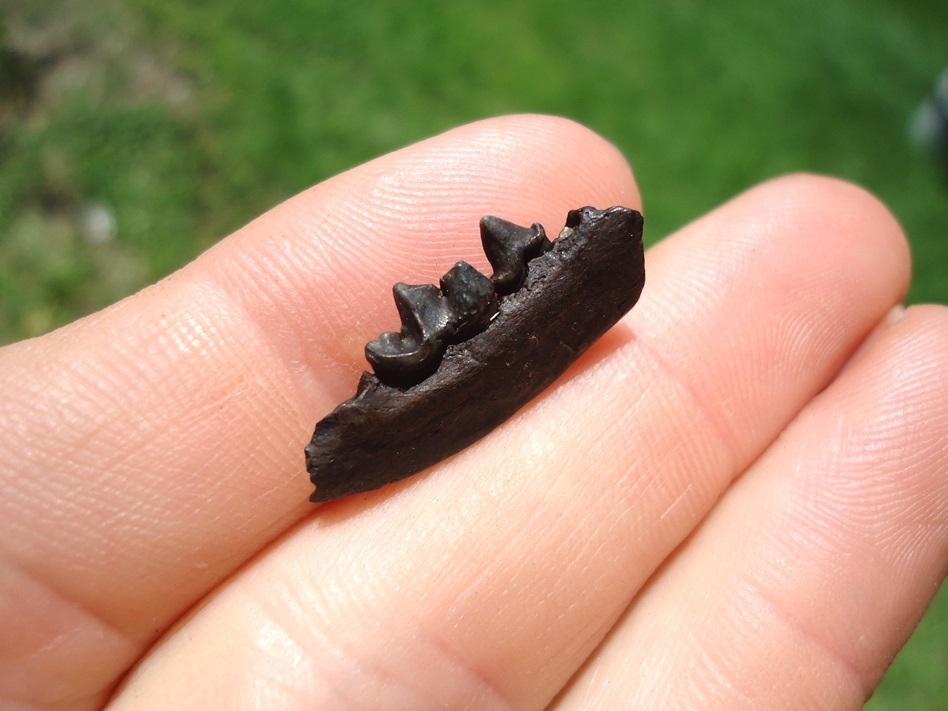 Large image 3 Rare American Mink Mandible with Two Teeth