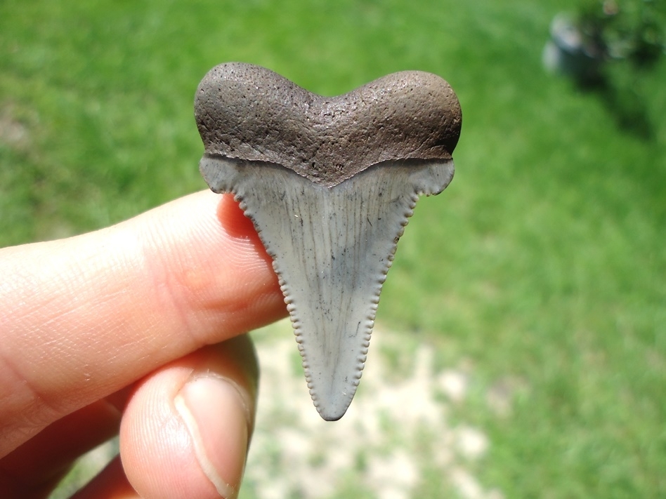 Large image 1 Very Attractive Blue/Grey Auriculatus Shark Tooth