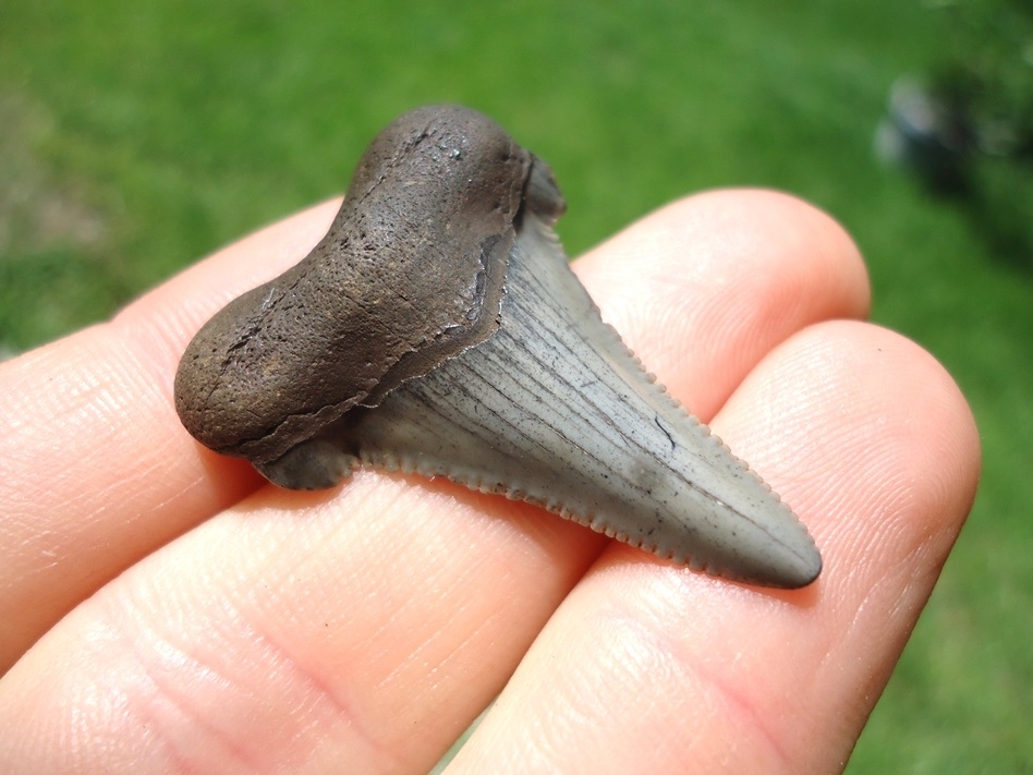 Large image 2 Very Attractive Blue/Grey Auriculatus Shark Tooth