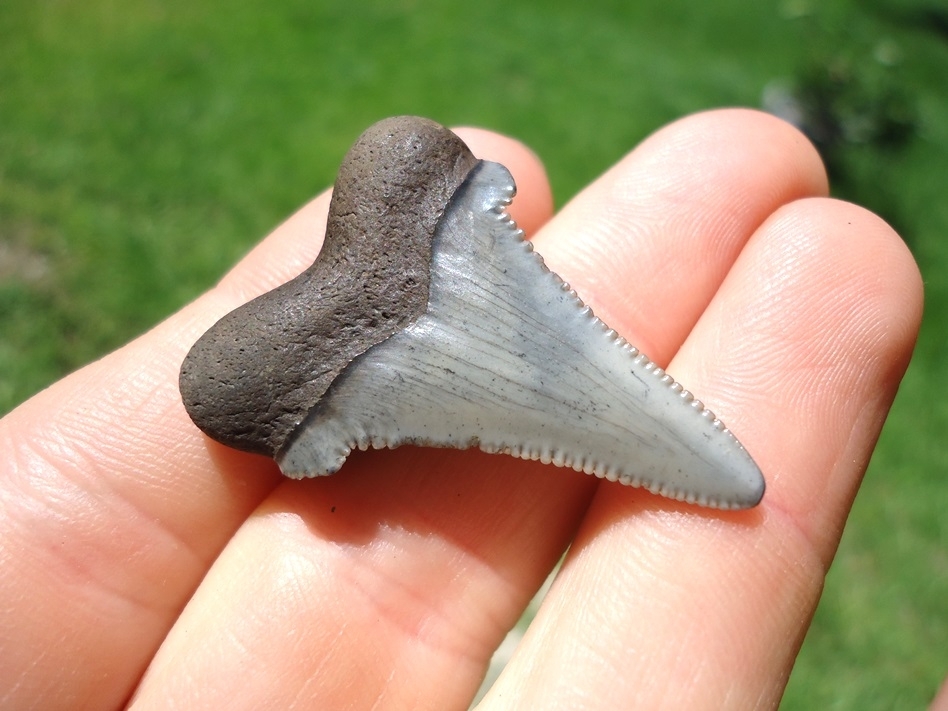 Large image 3 Very Attractive Blue/Grey Auriculatus Shark Tooth