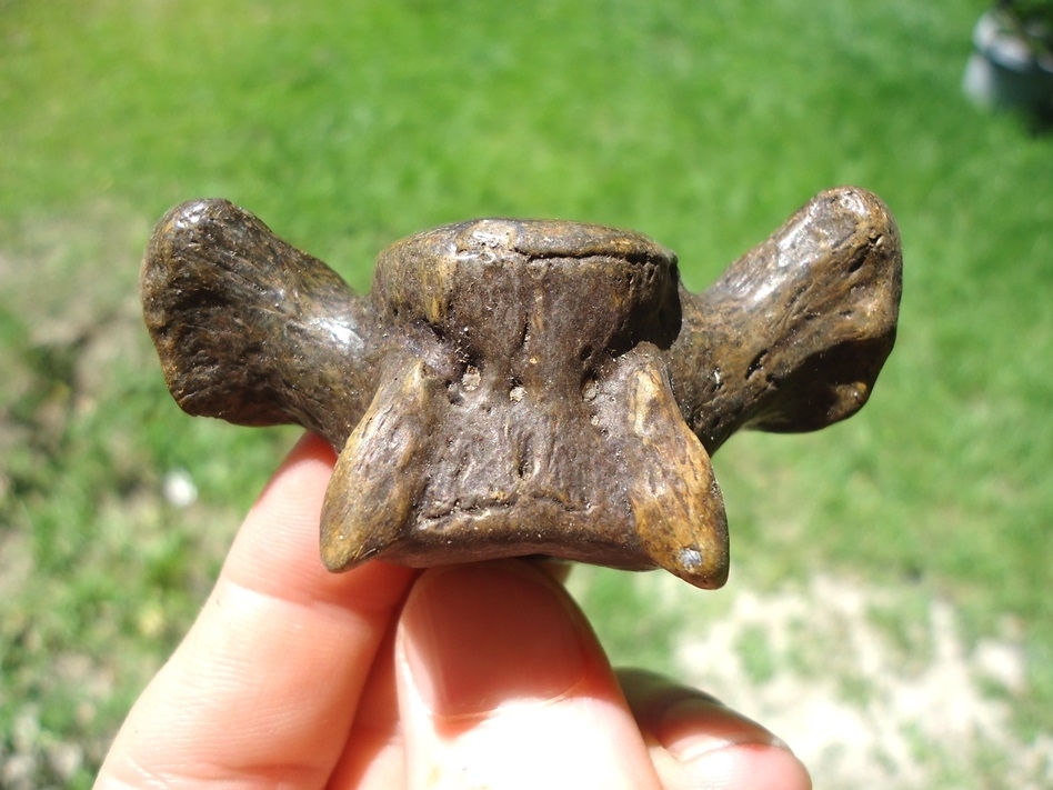 Large image 1 Unique Pathological Sloth Vertebra