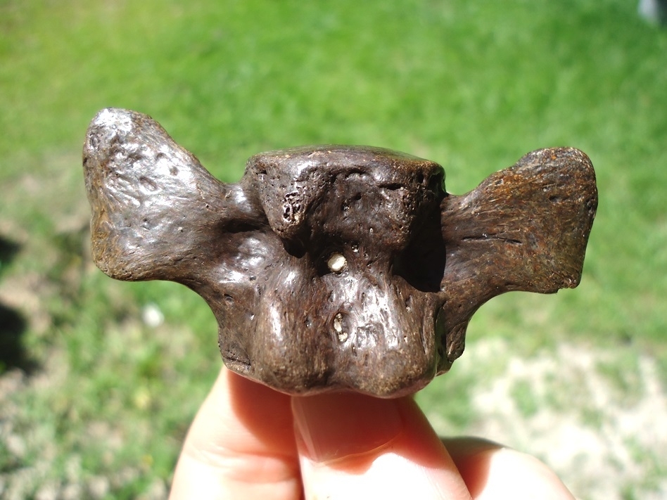 Large image 2 Unique Pathological Sloth Vertebra