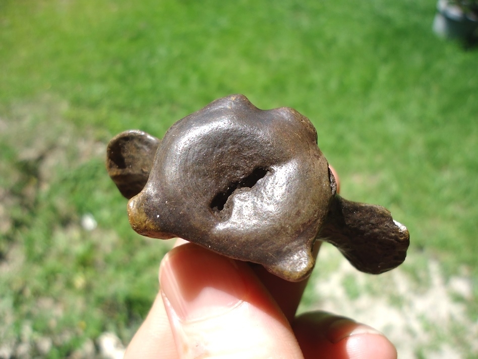 Large image 3 Unique Pathological Sloth Vertebra