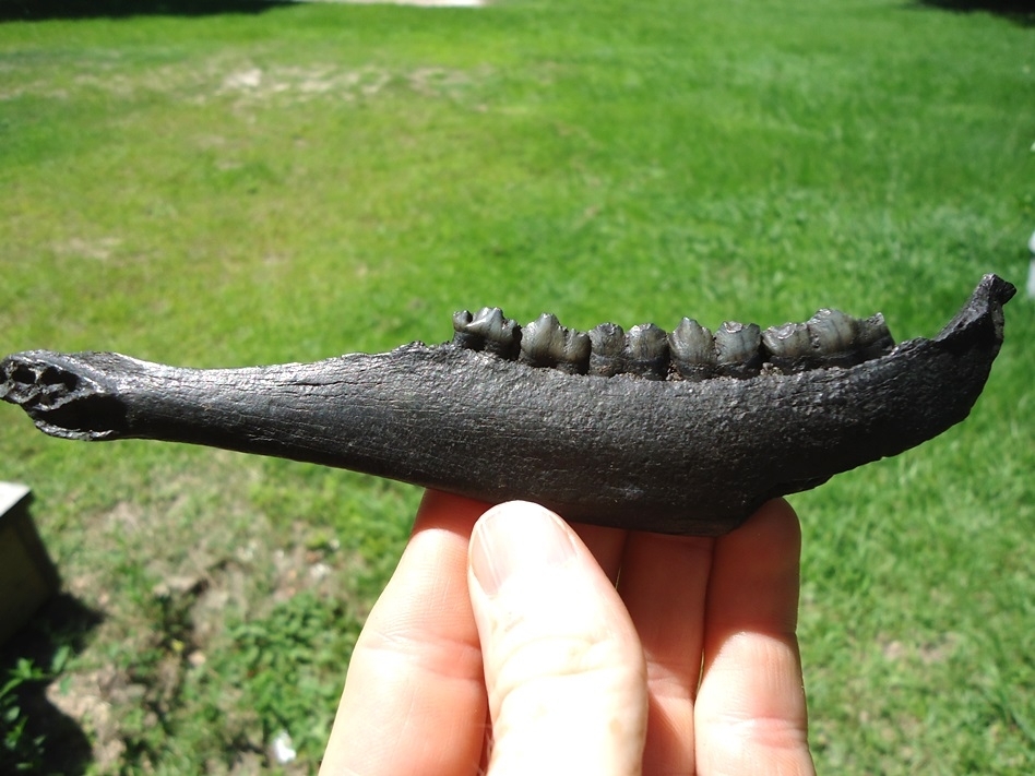 Large image 1 Choice Deer Mandible with Five Teeth