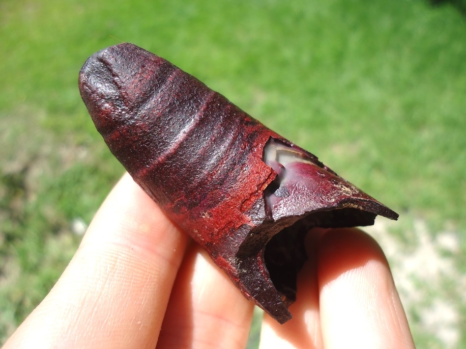 Large image 1 Unique XL Pink Algae Alligator Tooth