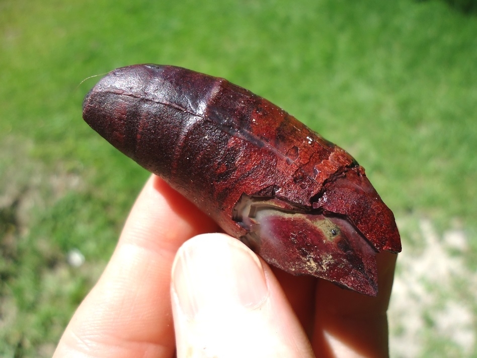 Large image 2 Unique XL Pink Algae Alligator Tooth