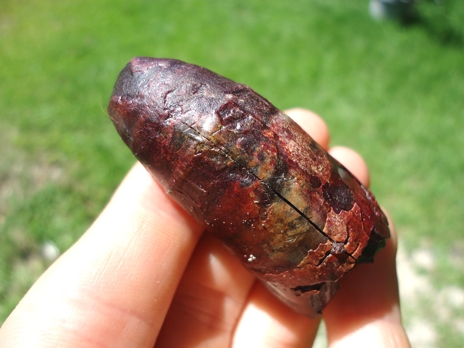 Large image 3 Unique XL Pink Algae Alligator Tooth