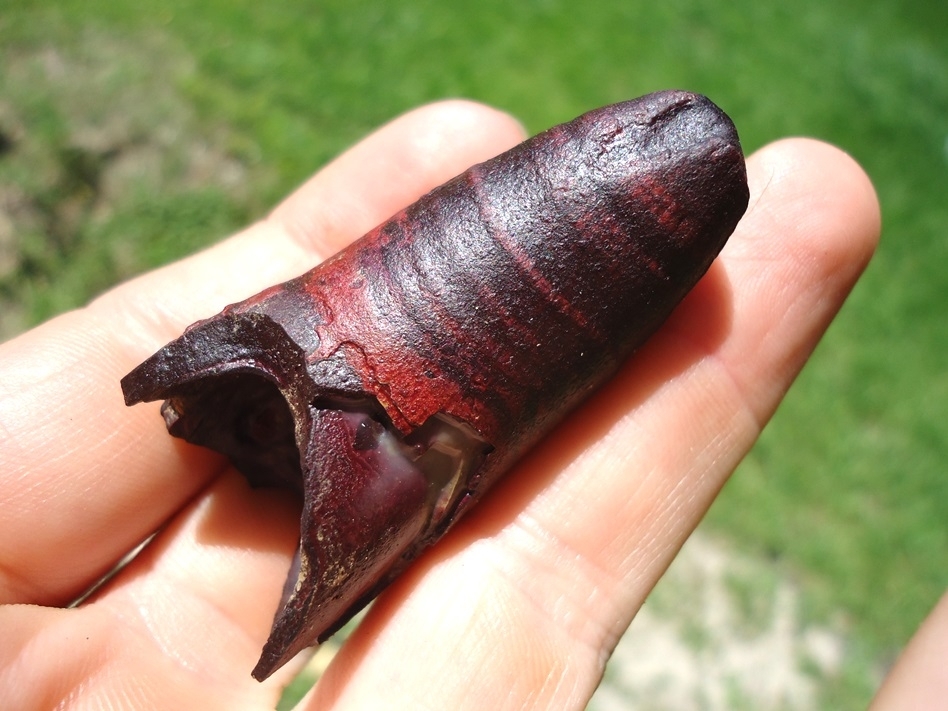 Large image 4 Unique XL Pink Algae Alligator Tooth