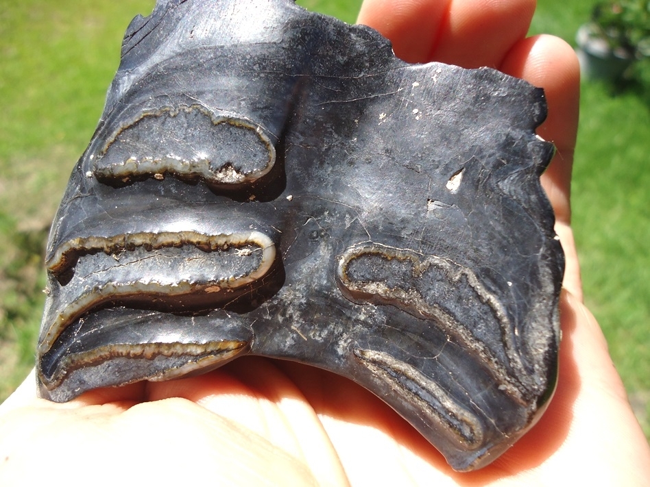 Large image 4 Detailed Mammoth Spit Tooth