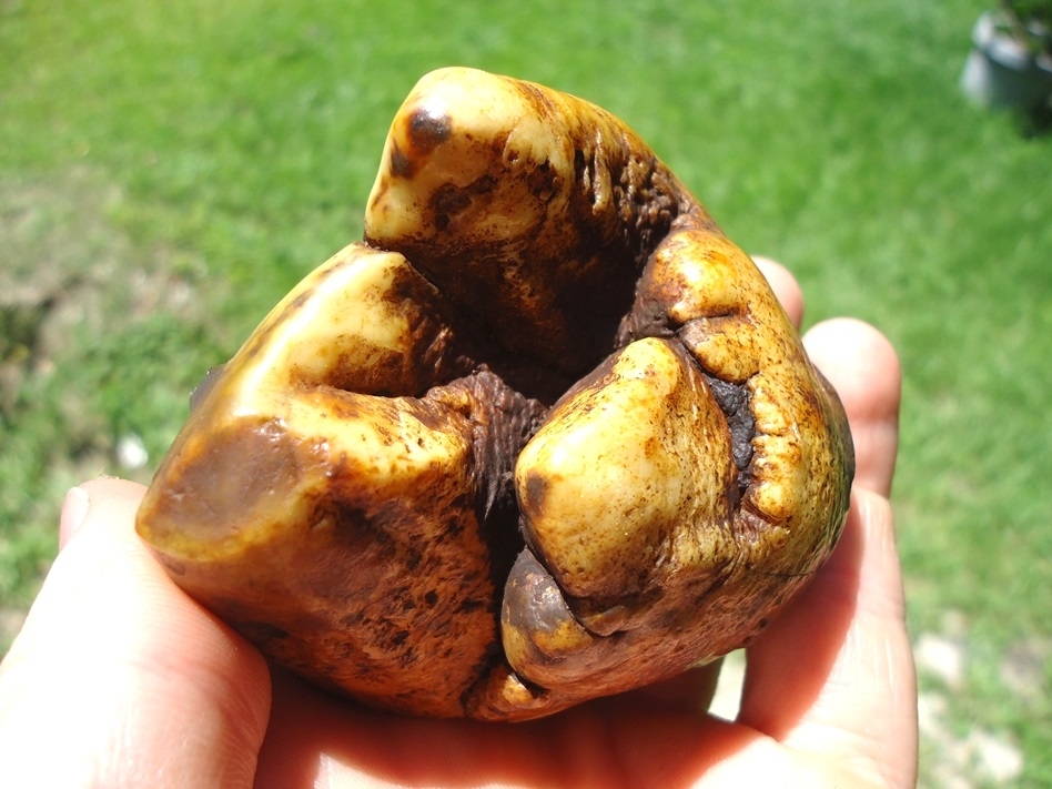 Large image 3 Colorful Partial Mastodon Tooth