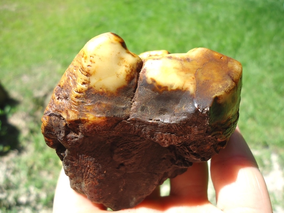 Large image 4 Colorful Partial Mastodon Tooth