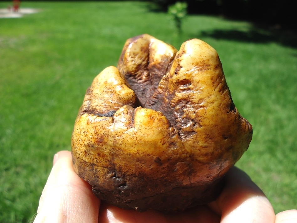 Large image 5 Colorful Partial Mastodon Tooth