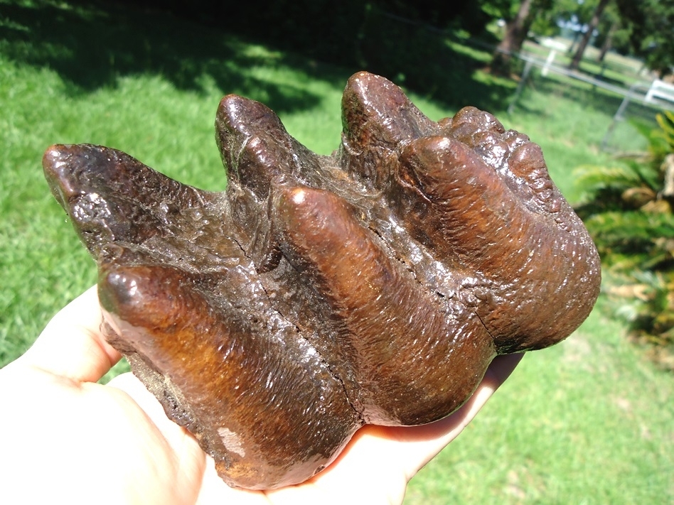 Large image 4 Extra Large Partial Mastodon Tooth